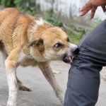 कोहलपुर नगर अस्पतालमा एन्टि रेबिज भ्याक्सिन सेवा नियमित